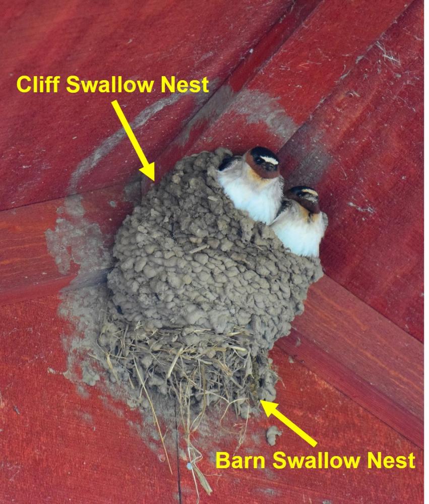 Identifying Bird Nests on Farm Structures
